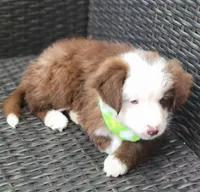MALECHI, a male Miniature Australian Shepherd for sale in Mansfield, TX – 5 of 10