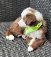 MALECHI, a male Siberian Husky and Miniature American Shepherd for sale in Mansfield, TX – Photo 1 of 2