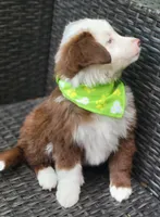 MALECHI, a male Miniature Australian Shepherd for sale in Mansfield, TX – 9 of 10