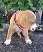 ATRAYU, a male Pug and Miniature Australian Shepherd for sale in Mansfield, TX – 4 of 7