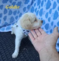 Goldie  , a female Pug and Miniature Australian Shepherd for sale in Mansfield, TX – 4 of 10
