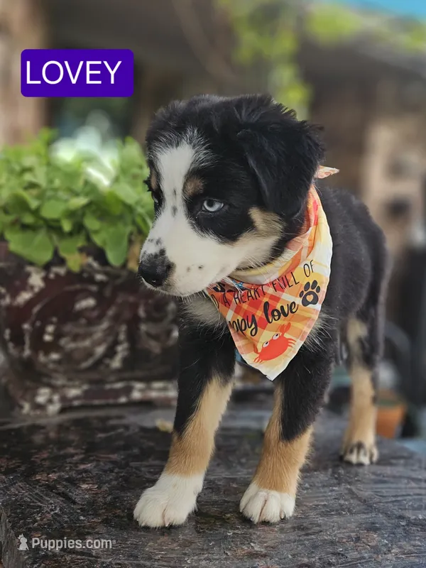LOVEY – Miniature Australian Shepherd puppy for sale in Mansfield, TX