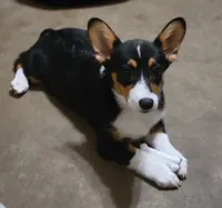 LOLLIE, a female Pembroke Welsh Corgi and Miniature Australian Shepherd for sale in Mansfield, TX – 1 of 7