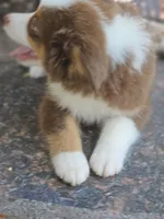 AUTUMN, a female Miniature American Shepherd for sale in Mansfield, TX – 2 of 3