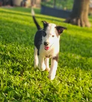 MILO, a male Alaskan Husky and Miniature Australian Shepherd for sale in Mansfield, TX – 5 of 9