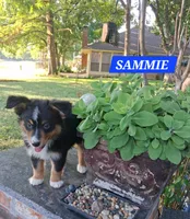 SAMMIE , a male Miniature Australian Shepherd for sale in Mansfield, TX – 3 of 8