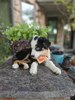 LUCY LU, a female Miniature Australian Shepherd for sale in Mansfield, TX – 3 of 9