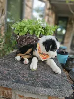 LUCY LU, a female Miniature Australian Shepherd for sale in Mansfield, TX – 8 of 9