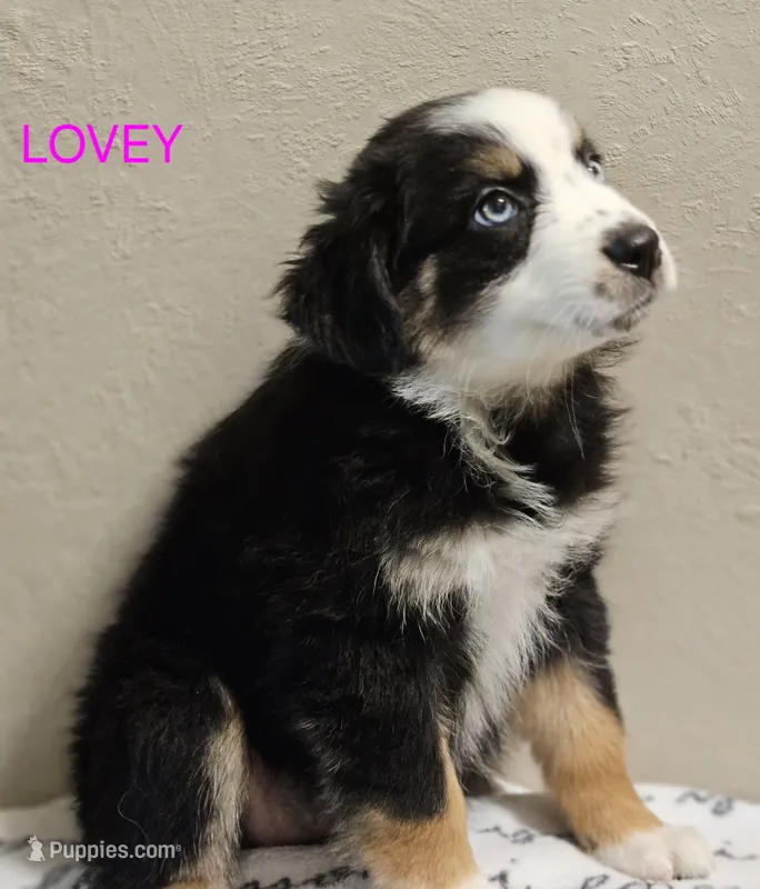 LOVEY – Miniature Australian Shepherd puppy for sale in Mansfield, TX