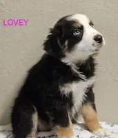 LOVEY, a female Miniature Australian Shepherd for sale in Mansfield, TX – 1 of 7