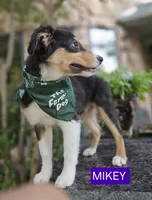 MIKEY, a male Miniature Australian Shepherd for sale in Mansfield, TX – 8 of 10