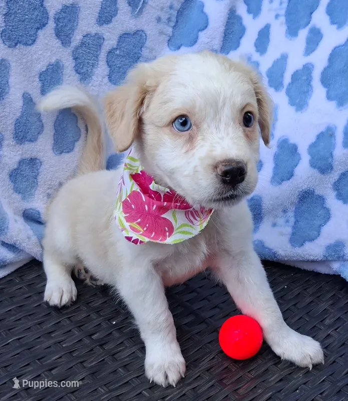 Goldie  (childlike empress) – Pug, Miniature Australian Shepherd puppy on hold in Mansfield, TX