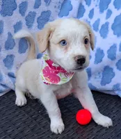 Goldie  , a female Pug and Miniature Australian Shepherd for sale in Mansfield, TX – 2 of 10