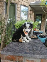 LUCY LU, a female Miniature Australian Shepherd for sale in Mansfield, TX – 9 of 9