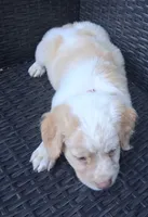 FALKOR, a male Pug and Miniature Australian Shepherd for sale in Mansfield, TX – 4 of 5