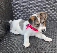 PORCHE, a female Miniature Australian Shepherd for sale in Mansfield, TX – 6 of 6
