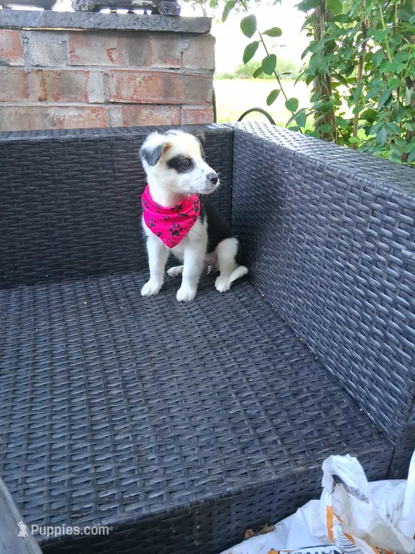 PEPPER – Alaskan Husky, Miniature Australian Shepherd puppy for sale in Mansfield, TX