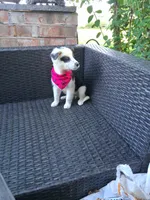 PEPPER, a female Alaskan Husky and Miniature Australian Shepherd for sale in Mansfield, TX – 1 of 4