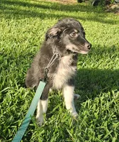 ARCHER , a male Miniature Australian Shepherd for sale in Mansfield, TX – 8 of 10