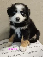 LOVEY, a female Miniature Australian Shepherd for sale in Mansfield, TX – 7 of 7
