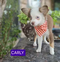 CARLEY, a female Toy Australian Shepherd for sale in Mansfield, TX – 4 of 10