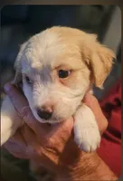Goldie  (childlike empress), a female Pug and Miniature Australian Shepherd for sale in Mansfield, TX – 2 of 6