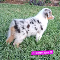 CLEOPATRA II, a female Miniature Australian Shepherd for sale in Mansfield, TX – 9 of 10