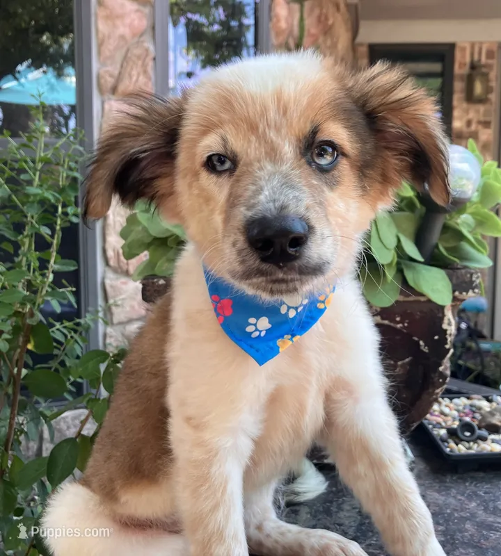 PIERRE – Alaskan Husky, Miniature Australian Shepherd puppy for sale in Mansfield, TX