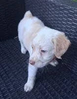 FALKOR, a male Pug and Miniature Australian Shepherd for sale in Mansfield, TX – 5 of 5