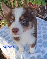 SUNNIE , a male Miniature Australian Shepherd for sale in Mansfield, TX – 3 of 6