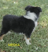 MEEKA, a female Toy Australian Shepherd for sale in Mansfield, TX – 5 of 9
