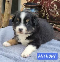 ANTHONY , a male Miniature Australian Shepherd for sale in Mansfield, TX – Photo 2 of 5