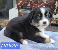 ANTHONY , a male Miniature Australian Shepherd for sale in Mansfield, TX – Photo 3 of 5