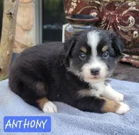 ANTHONY , a male Miniature Australian Shepherd for sale in Mansfield, TX – Photo 4 of 5