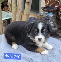 ANTHONY , a male Miniature Australian Shepherd for sale in Mansfield, TX – Photo 1 of 5