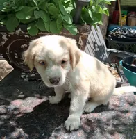 Goldie  (childlike empress), a female Pug and Miniature Australian Shepherd for sale in Mansfield, TX – 4 of 6