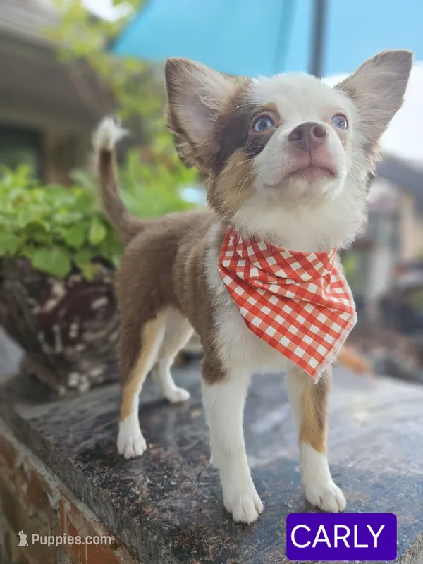 CARLEY – Toy Australian Shepherd puppy for sale in Mansfield, TX