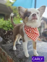CARLEY, a female Toy Australian Shepherd for sale in Mansfield, TX – 1 of 10