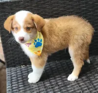 MITCHELL, a male Siberian Husky and Miniature American Shepherd for sale in Mansfield, TX – Photo 5 of 7