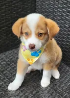 MITCHELL, a male Siberian Husky and Miniature American Shepherd for sale in Mansfield, TX – Photo 2 of 7