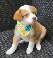 MITCHELL, a male Siberian Husky and Miniature American Shepherd for sale in Mansfield, TX – Photo 6 of 7