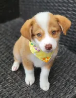 MITCHELL, a male Siberian Husky and Miniature American Shepherd for sale in Mansfield, TX – Photo 4 of 7