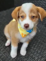 MITCHELL, a male Siberian Husky and Miniature American Shepherd for sale in Mansfield, TX – Photo 7 of 7