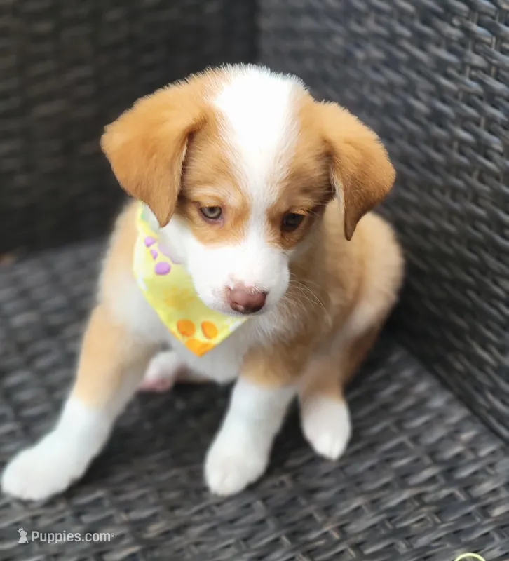 MITCHELL – Siberian Husky, Miniature American Shepherd puppy for sale in Mansfield, TX