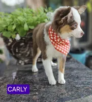 CARLEY, a female Toy Australian Shepherd for sale in Mansfield, TX – 5 of 10