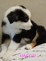 LUCY LU, a female Miniature Australian Shepherd for sale in Mansfield, TX – 6 of 7