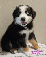LOVEY, a female Miniature Australian Shepherd for sale in Mansfield, TX – 3 of 7