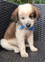PARKER, a male Alaskan Husky and Miniature American Shepherd for sale in Mansfield, TX – 2 of 10