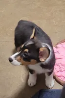 LOLLIE, a female Pembroke Welsh Corgi and Miniature Australian Shepherd for sale in Mansfield, TX – 4 of 7