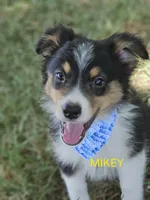 MIKEY, a male Toy Australian Shepherd for sale in Mansfield, TX – 2 of 5